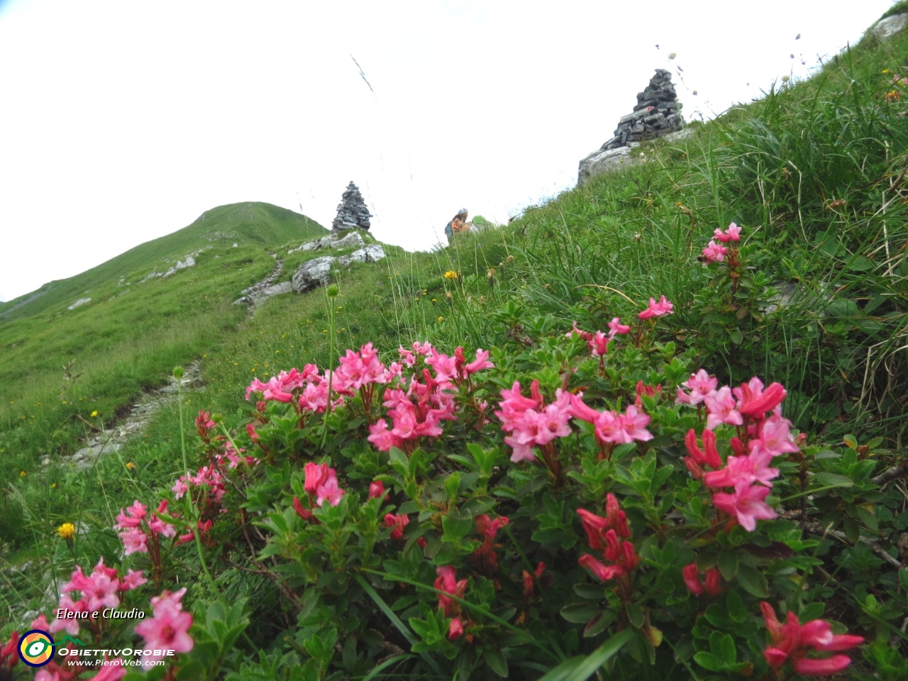 26 Rododendri al passo degli Omini.JPG